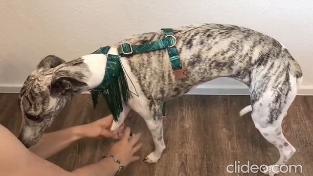 Fringed Sight Hound Harness  - How To Put On (1 Buckle)