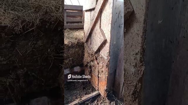 Такой большой слой подстилки и навоза у свиней за зиму накопился