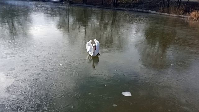 05.12.2024 Первый лёд лебедь.mp4