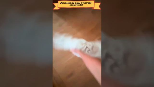 Приколы с котами
