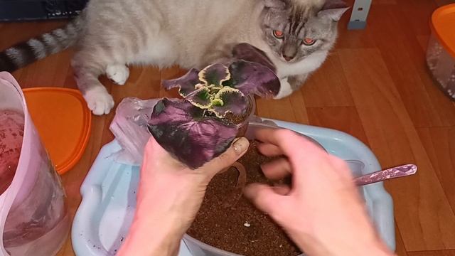 комнатные растения 🪴🪴🪴/ пересадки
