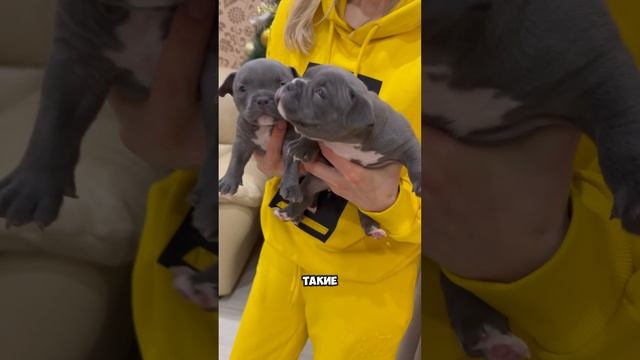 Самый ценный подарок на Новый год 🎄Мышечные и круглоголовые Американские булли микро☺️💪