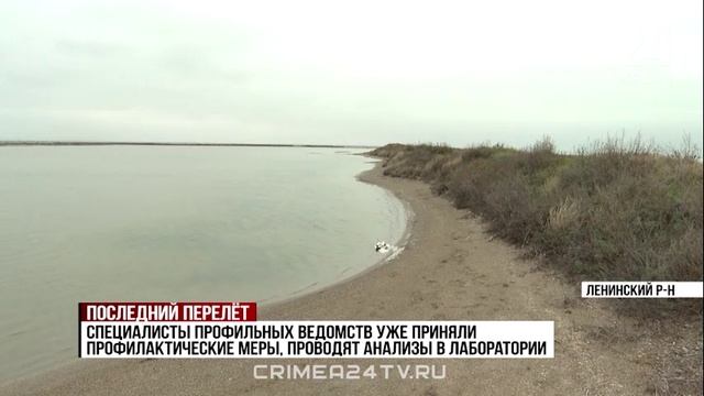 Массовую гибель птиц фиксируют в районе озера Сиваш на востоке Крыма