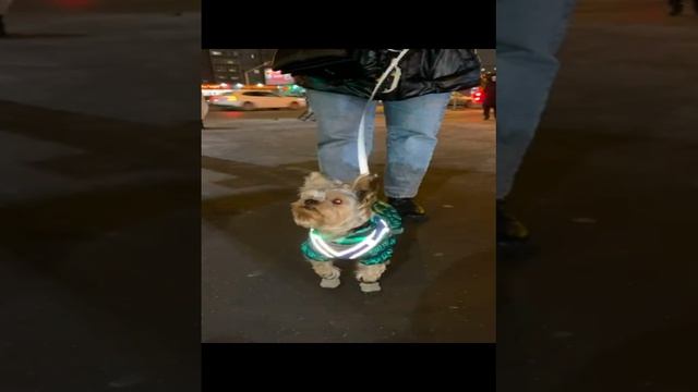 Даже пес  фликерами на одежде ходит