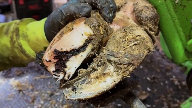 HUGE OPEN CRACK in a cow's hoof!