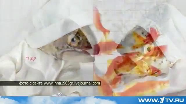 Картины с рыбьими головами.