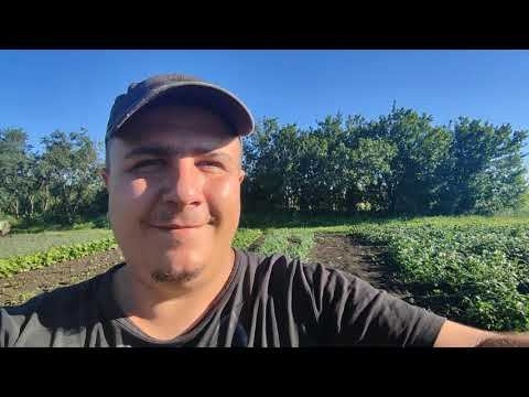 САРАЙ ДЛЯ КУР - эпопея продолжается! Вести с полей)))