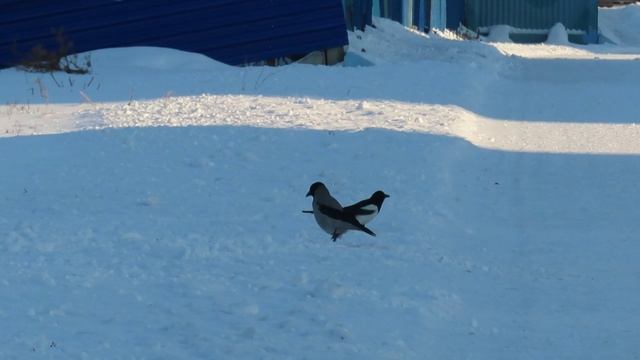 Птички, собачка и гусики