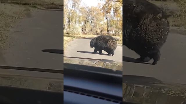 Бро подготовился к ледниковому периоду