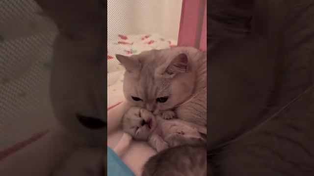 мамаша😻