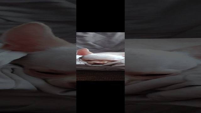 Почти московская сторожевая!