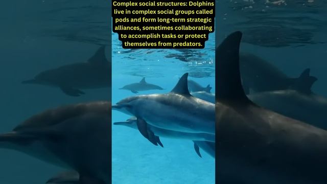 5 Fascinating Nature Facts About Dolphins | Discover the Wonders of Dolphin Life