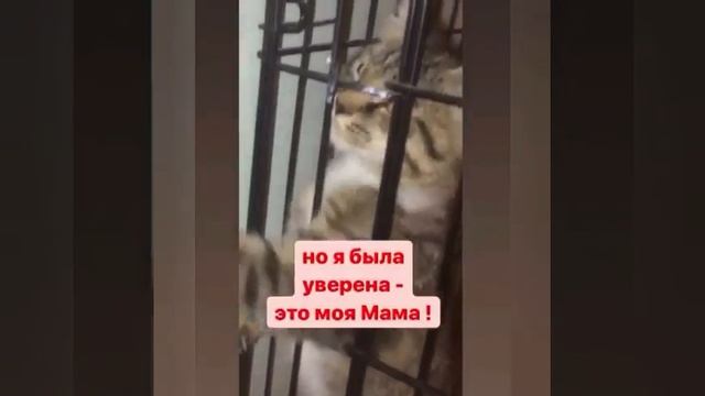 Michiko.ru | Котенок Бамбуча ищет дом. Отдаем бесплатно. Кошки в дар в добрые руки.