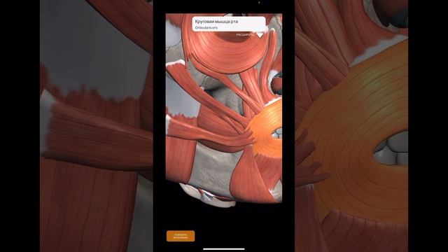 ШПАРГАЛКА.Миология.Мимические мышцы (II) #anatomy #shorts