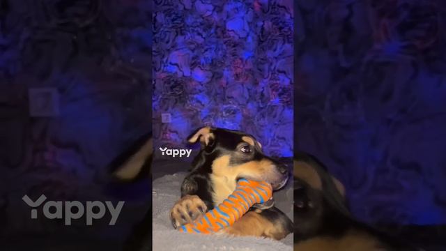 видео с моего канала ЯППИ 05.12. 2024   yappy_download_a28c503eafae465db47aa8a226437096