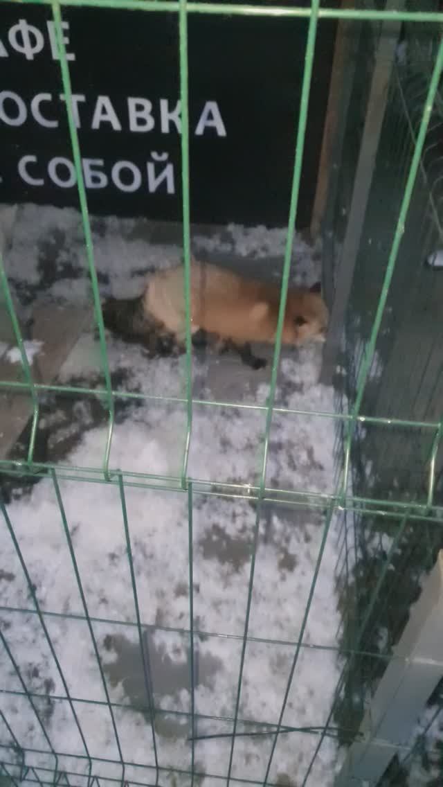 все что осталось от подушки
