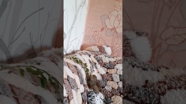 Домашний воробей кушает траву 🌿