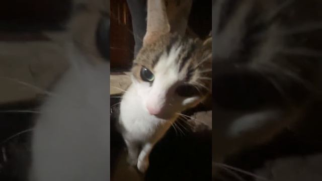 Ржачное