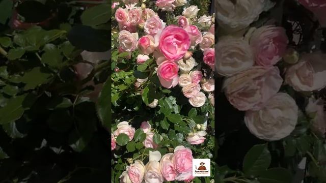 Прекрасное цветение розы в саду