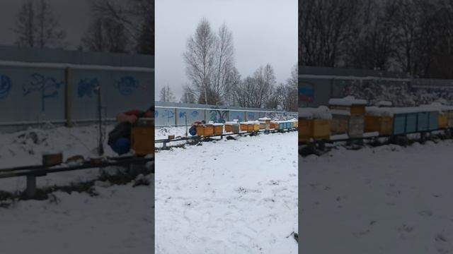 Ульи в зимовник одним человеком #пчела #пчелосемья #пасека #мед #мёд #матка #улей #деревня