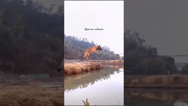 Разные собаки) юмор приколы ржака