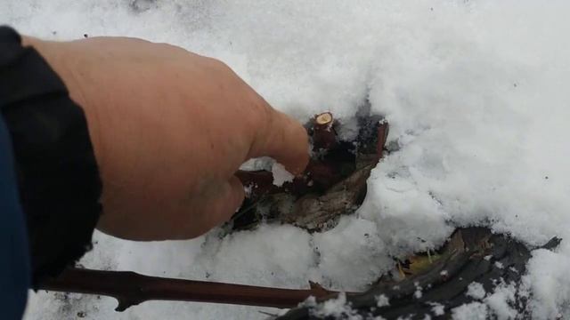 Виноград. Меняем рукова.