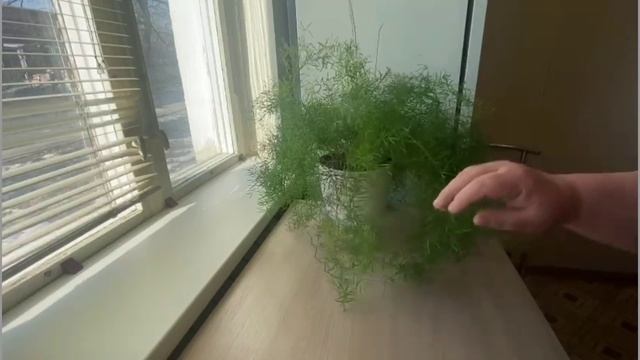 №17. Видеоответ зрителю. Аспарагус после пересадки.
