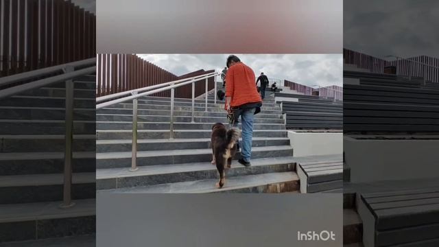 Монгольский Банхар Школа Дрессировки