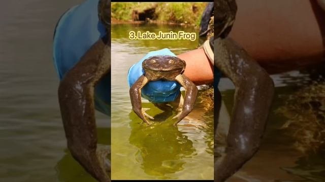 Top 5 biggest Frogs in the entire world 🐸🌎⁉️🤯 #frog #miahmooooo