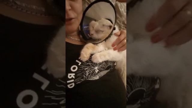 Лордик собрался спать... 😴 это называется обнимайте меня и любите ... ❤и кому это там не совсем удо