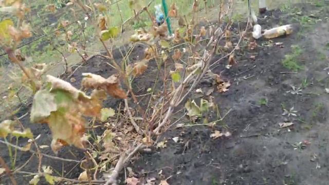 Виноград. Нужен ли полив , перед укрытием на зиму...