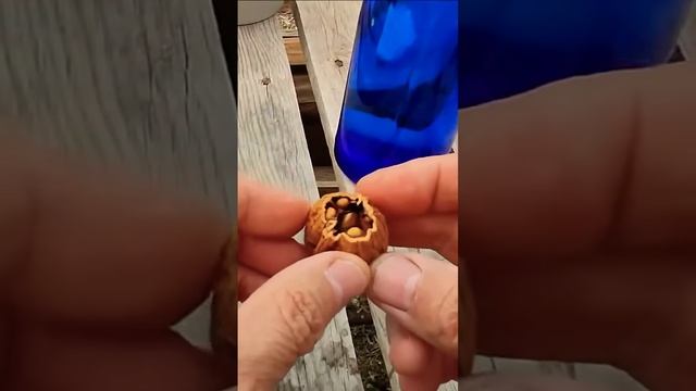 Грецкий орех из ореха 😳🤔