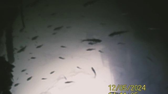 1000034572.mp4Волга гл.4м.05.12.2024г.