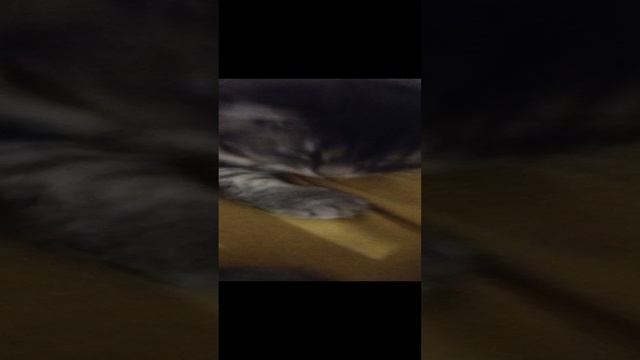 обзор на моих домашних животных