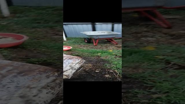 VID_20241126_164552.mp4