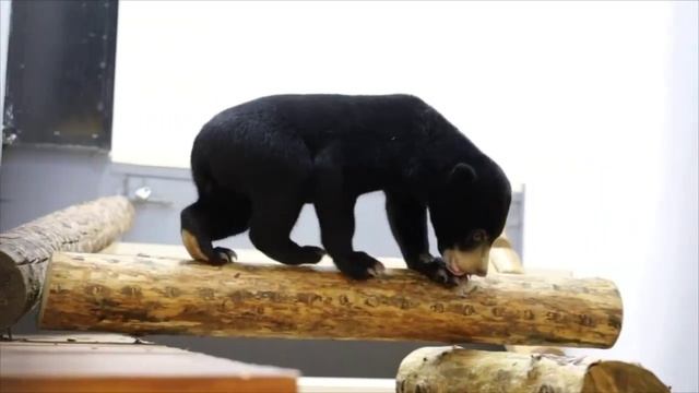 🐻Малайская медведица из Московского зоопарка переехала в неэкспозиционное помещение вольера🐻