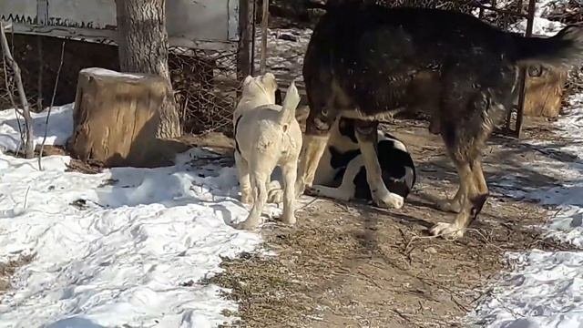 Тобет казакы ит. 87017120272
