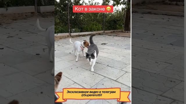 Кот в закон