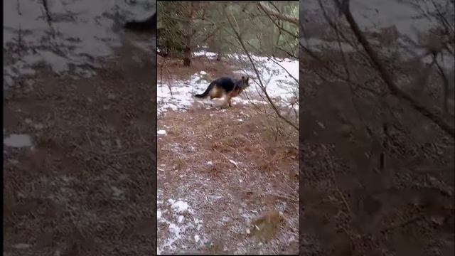 Сходила Светлана в лес за грибами... в декабре. Калужская область,  04.12.2024 год