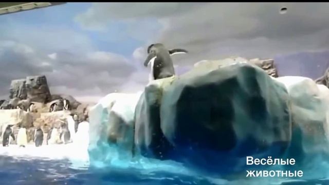 Пингвины это-жесть!!