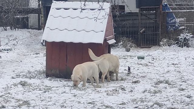 Лабрадор ретривер,мои белые ангелы🥰