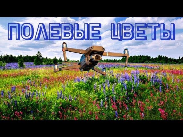 Полевые цветы. Хабаровск