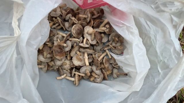 Иноагентские грибочки (spy mushrooms)