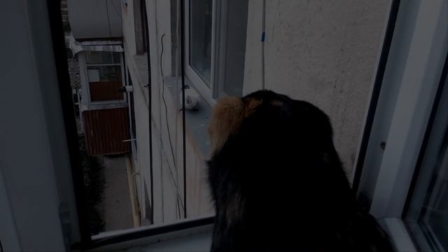 Кошачьи шалости, которые сделают ваш день  позитивным
