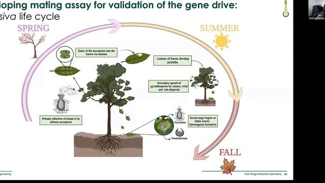 Developing safeguarding CRISPR-Cas9 gene drive in the plant pathogenic fungus, Sphaerulina musiva.