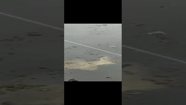 Щука моей мечты