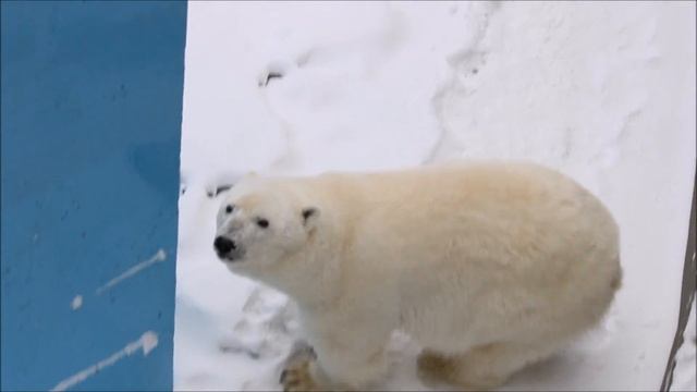 Герда ходит по бассейну и пытается достать канистры 04.12.2024