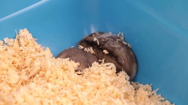 Клип Хомяки Жадина. ХОМЯЧОК КУШАЕТ И ПОЕТ. Попробуй не подпевать