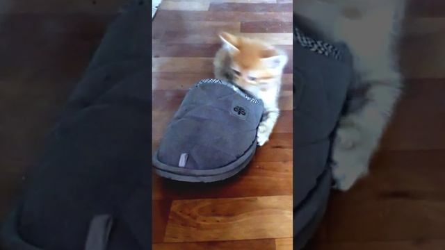 Котенок хочет надеть тапочек. #котята #шорты