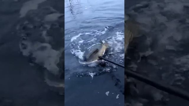 Рыбка в подсак не лезет #щука #рыбалка #fishing